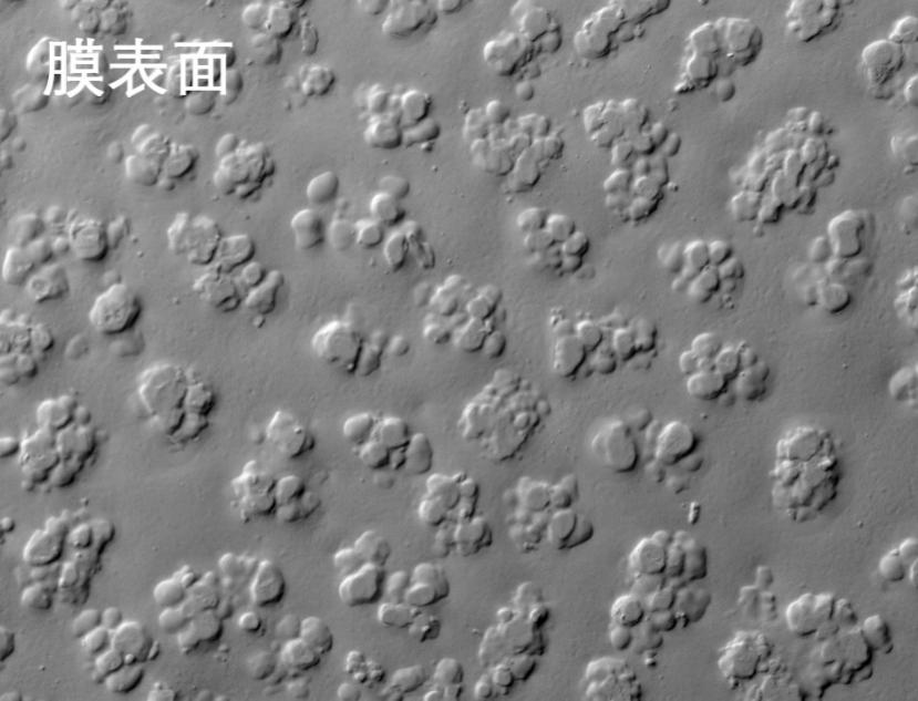 抖圈人生就是搏燒結管式膜電鏡照片